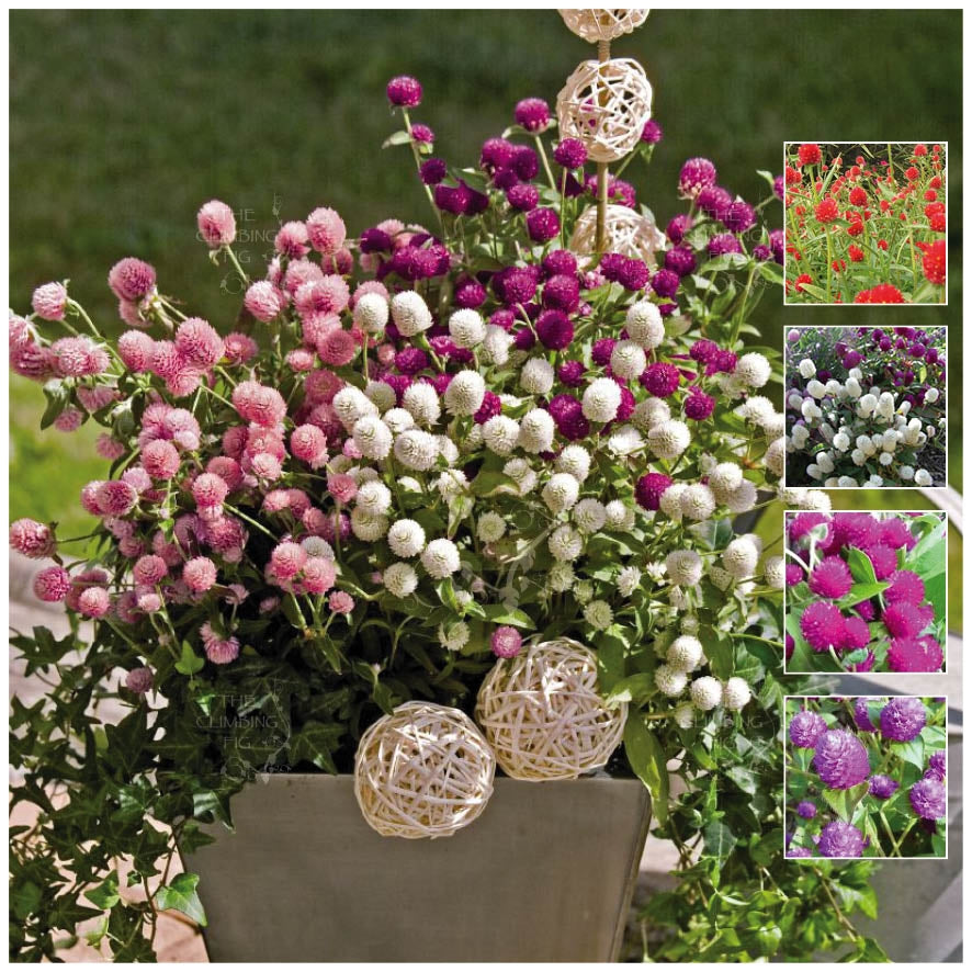 Gomphrena Buddy Mix Seeds