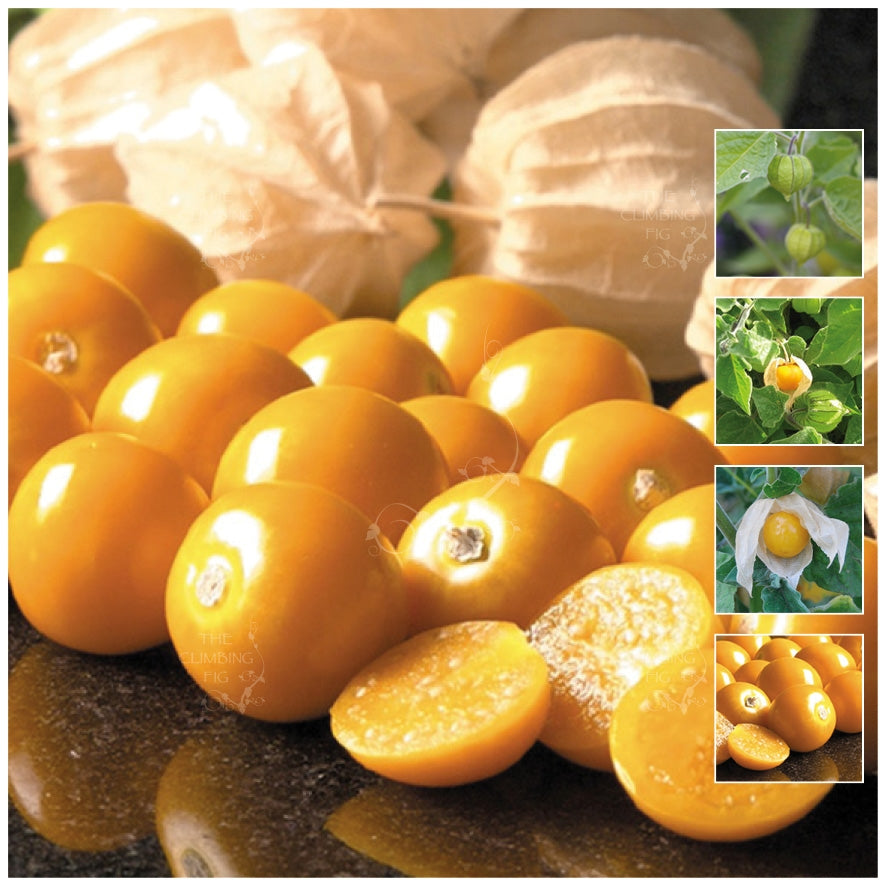 Gooseberry Goldie Seeds