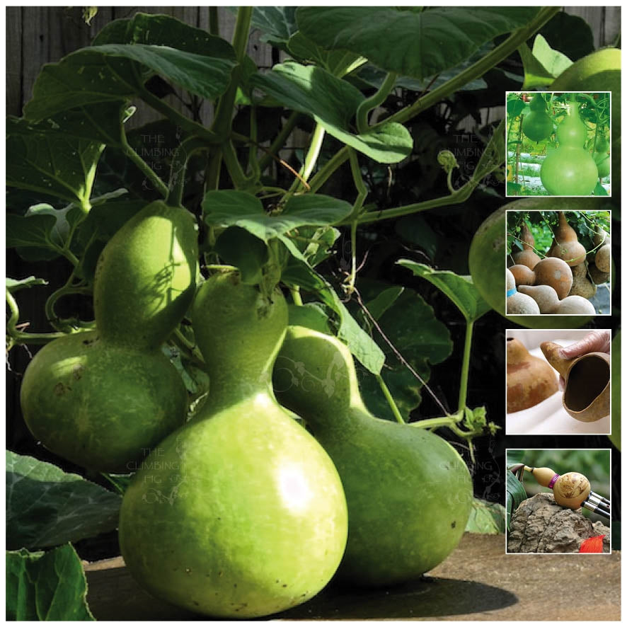 Gourd Mini Bottle Seeds