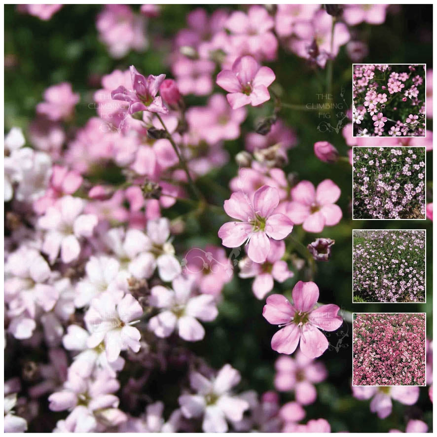 Gypsophila Angel&#39;s Breath Pink Seeds
