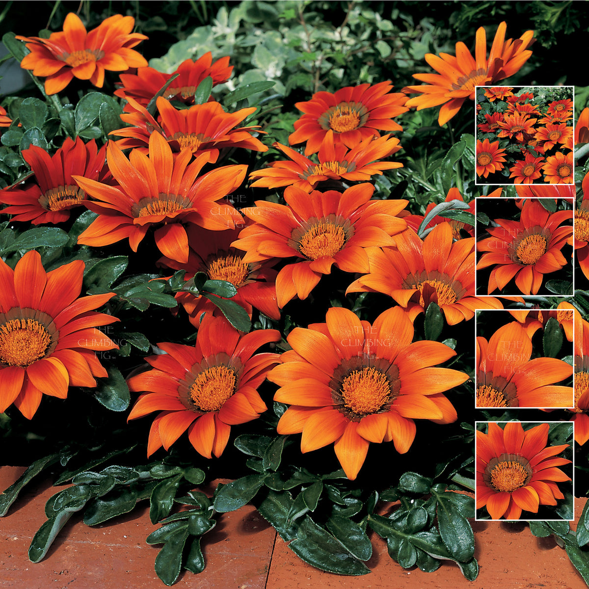 GAZANIA Kiss Bronze Seeds. Premium hybrid variety. Large flowers