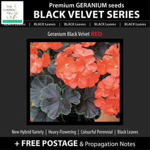Geranium Black Velvet Series x8 Seeds. Exquisite velvety BLACK leaved geraniums