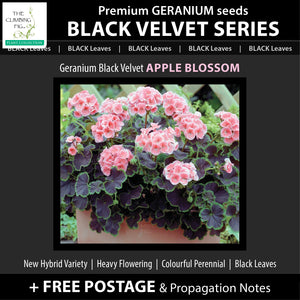 Geranium Black Velvet Series x8 Seeds. Exquisite velvety BLACK leaved geraniums