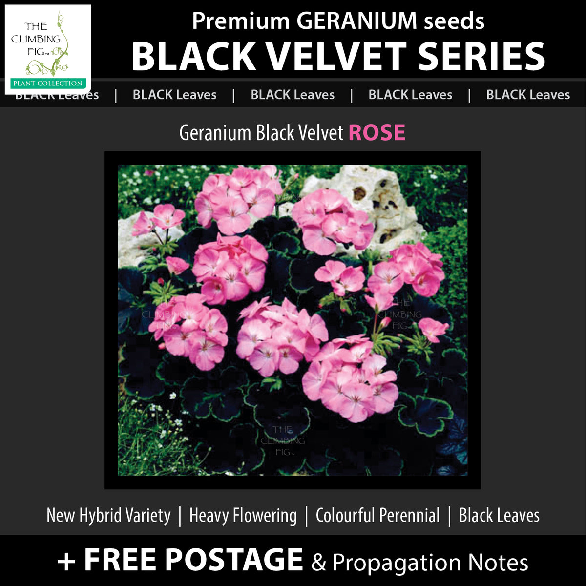 Geranium Black Velvet Series x8 Seeds. Exquisite velvety BLACK leaved geraniums