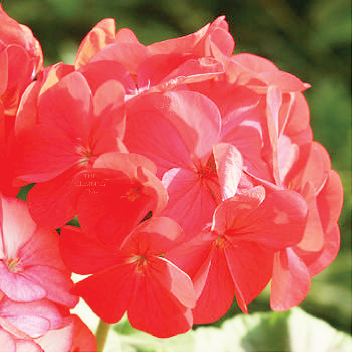 GERANIUM Divas Red Ice Seeds. Fluorescent red flowering hybrid cultivar