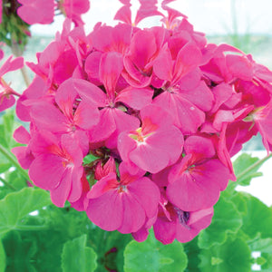 GERANIUM Maverick Pink Seeds. Heavy bright flowering hybrid cultivar
