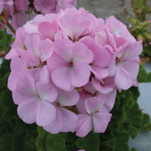 GERANIUM Maverick Quicksilver Seeds. Heavy flowering commercial hybrid, pink
