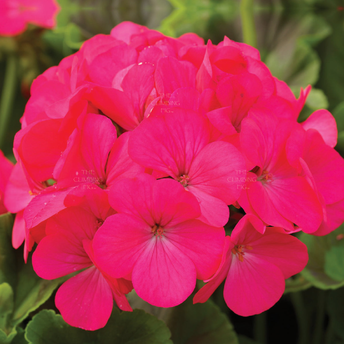 GERANIUM Maverick ROSE Seeds. Heavy flowering commercial hybrid cultivar