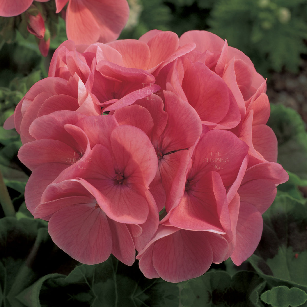 GERANIUM Maverick SALMON Seeds. Heavy flowering commercial hybrid cultivar