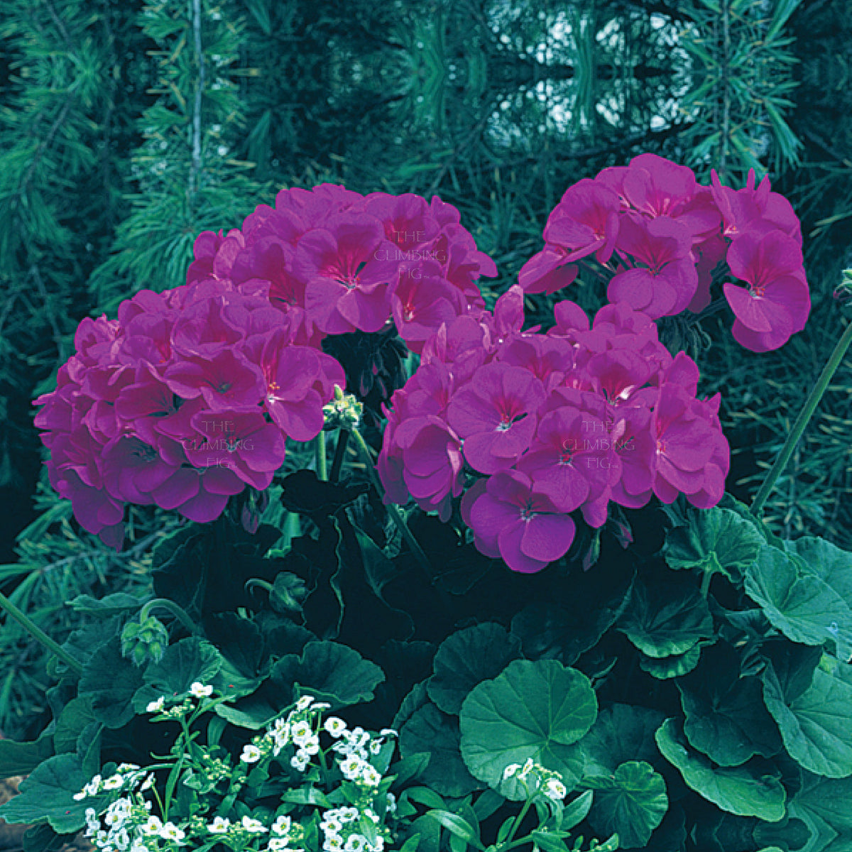 GERANIUM Maverick VIOLET Seeds. Heavy flowering commercial hybrid cultivar