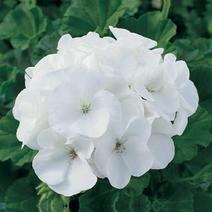 GERANIUM Maverick White Seeds. Heavy flowering commercial hybrid cultivar
