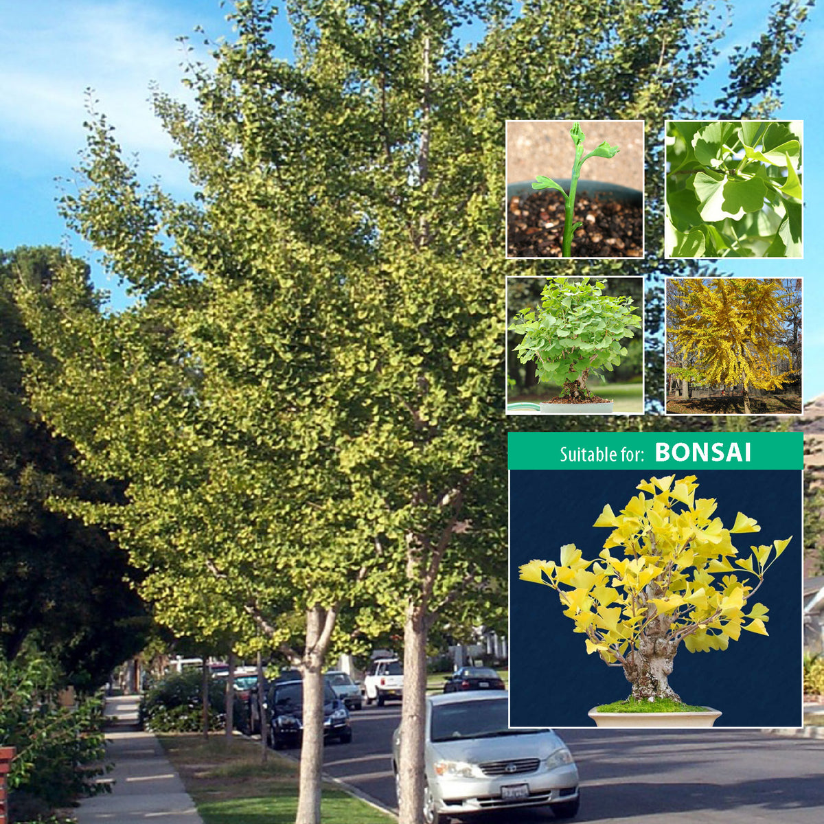 Ginkgo Biloba Maidenhair Tree Seeds. Specimen tree suitable for bonsai