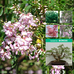 GLIRICIDIA Mexican Pink Lilac Tree Seeds. Robinia tree for landscape/bonsai