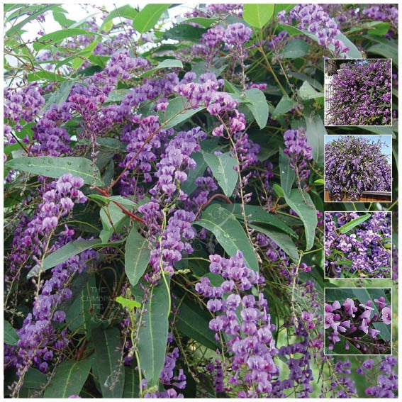 Hardenbergia Violacea Happy Wanderer Seeds