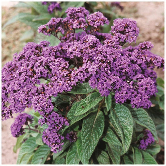 Heliotropium Marine Seeds