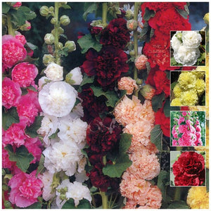 Hollyhock Regal Double Mix Seeds