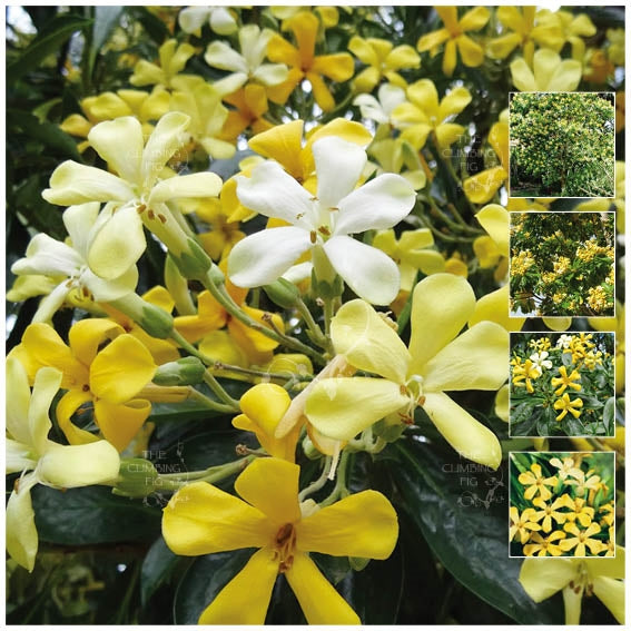 Hymenosporum Flavum Native Frangipani Seeds