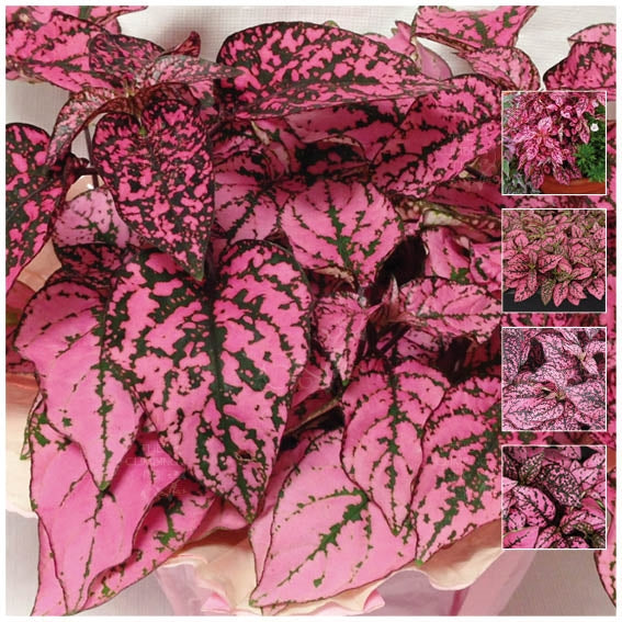 pink polka dot plant seeds Hypoestes Pink Splash Seeds. Polka dot plant. Great for shade or indoo