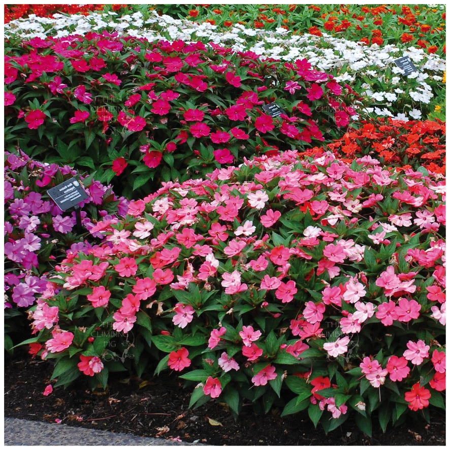 Impatiens Colour Sensation Seeds