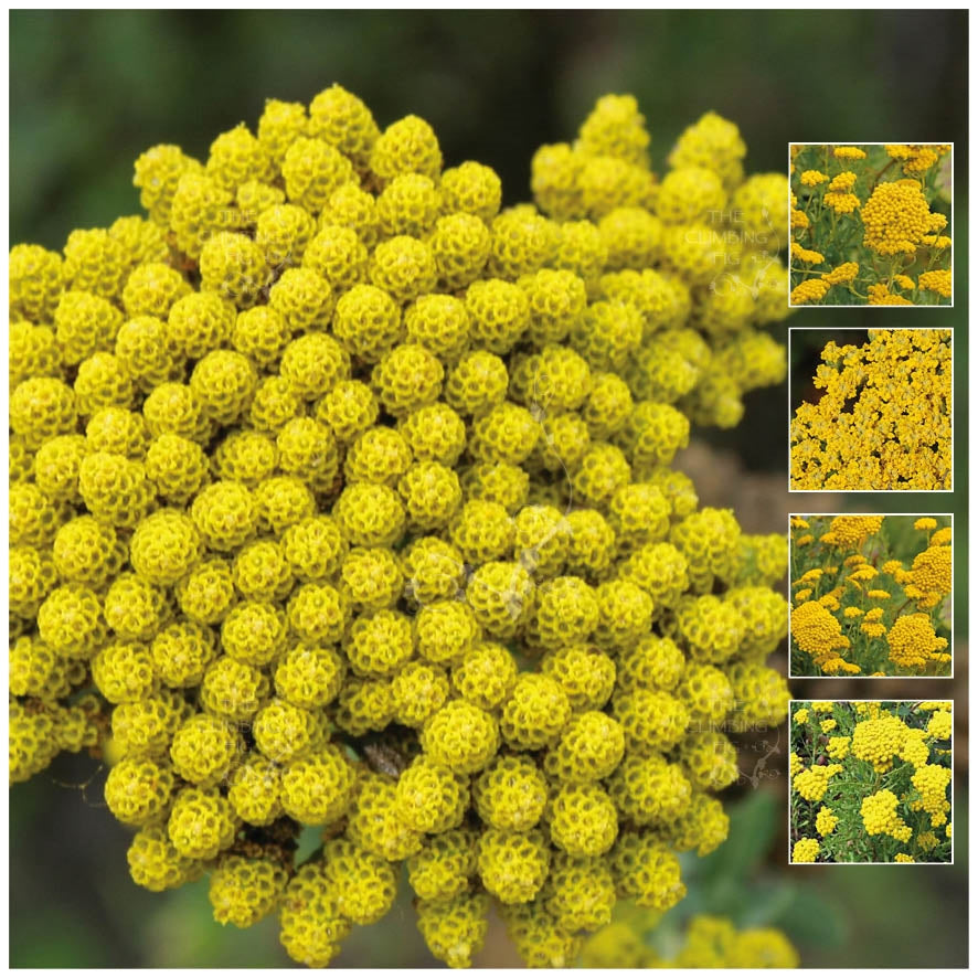 Inodora Yellow Ageratum Seeds