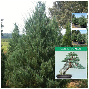 Juniperus Virginiana Eastern Red Cedar Seeds