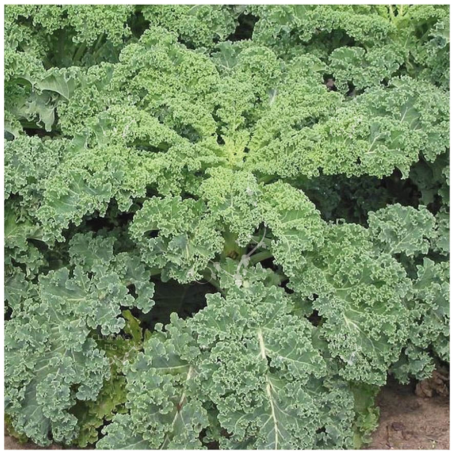 Kale Dwarf Siberian Improved Seeds