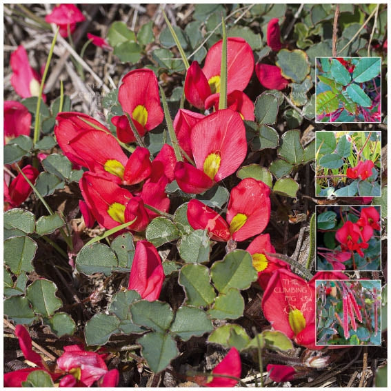 Kennedia Eximia Fine Red Creeper Seeds