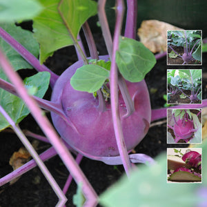 Kohl Rabi Royal Purple Seeds. Great vegetable for salads and cooking
