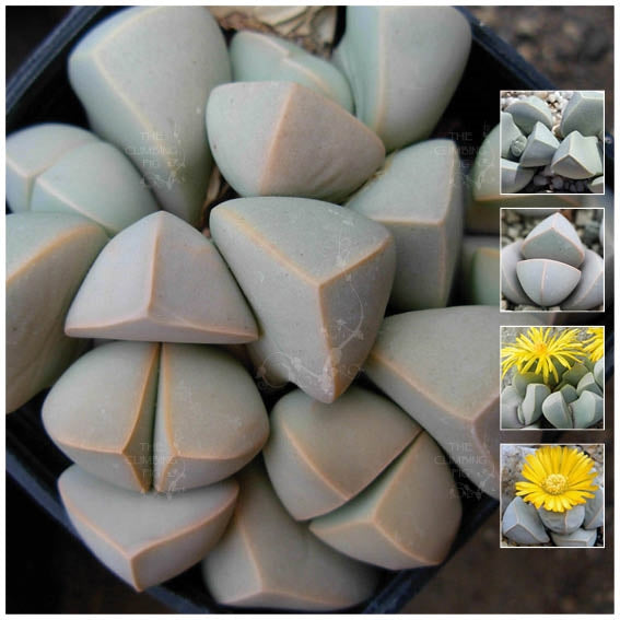 Lapidaria Margaretae Karoo Rose Seeds