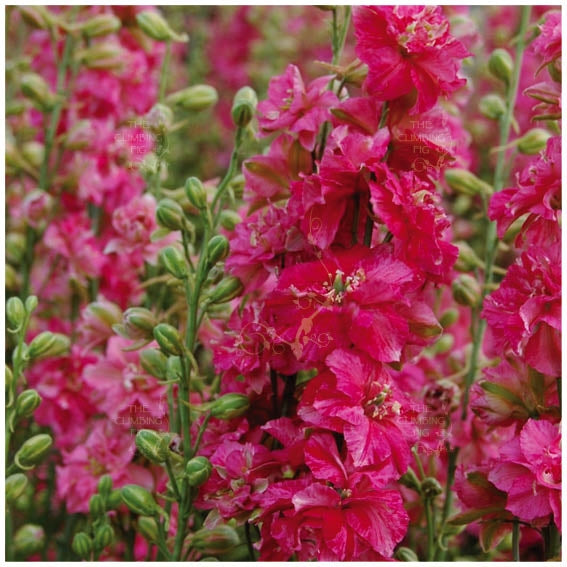 Larkspur Cannes Deep Pink Seeds