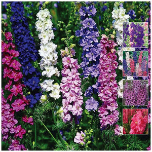 Larkspur Imperial Giants Mix Seeds