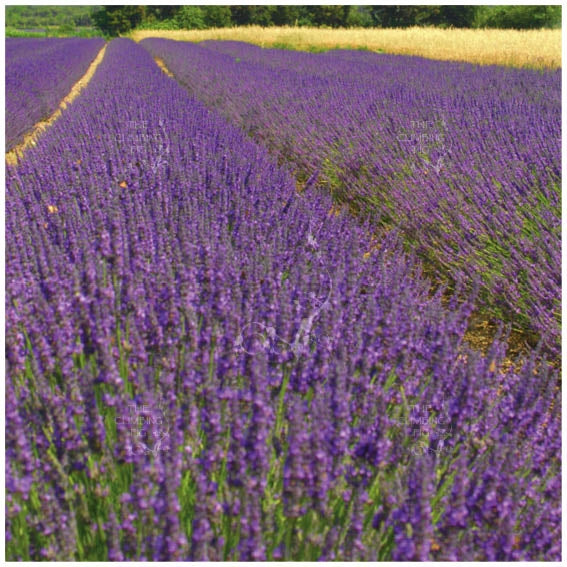 Lavender Truer Than True Seeds