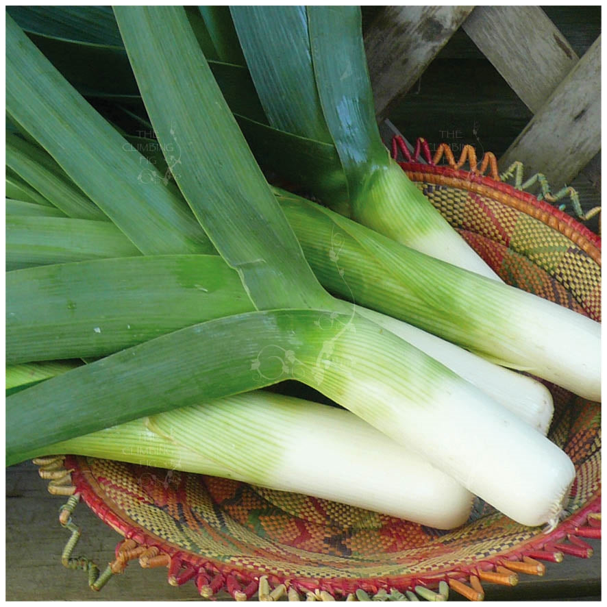 Leek Giant French Carentan Seeds