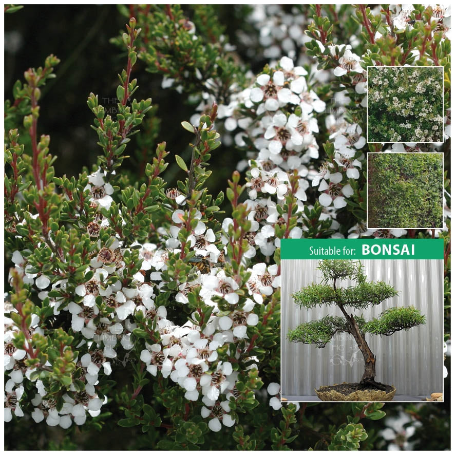 Leptospermum Citratum Lemon Scented Tea Tree Seeds