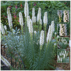 Liatris White Floristan Seeds