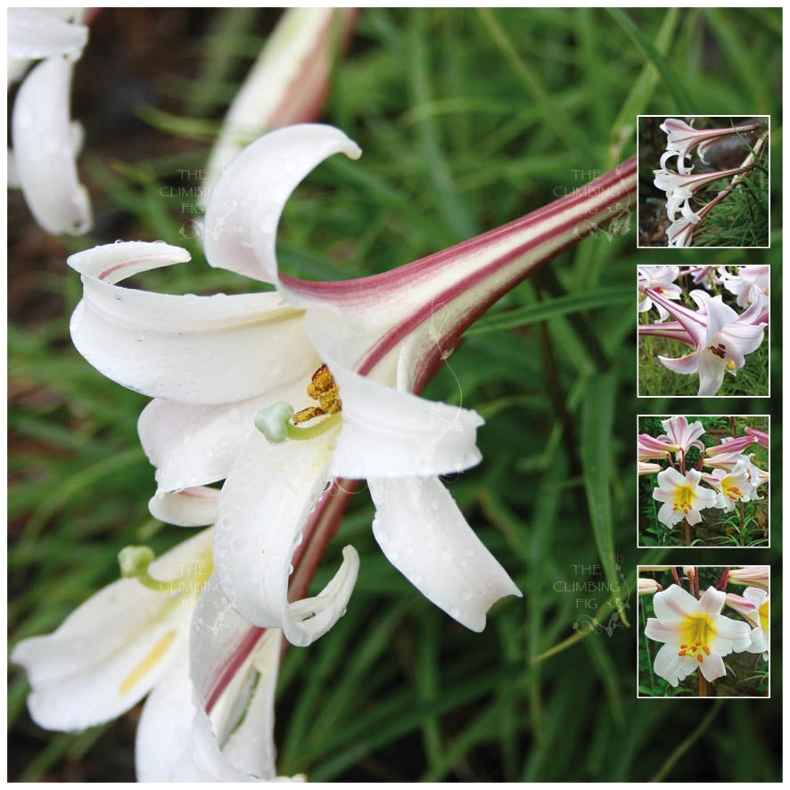 Lilium Formosanum Pink Diamond Seeds