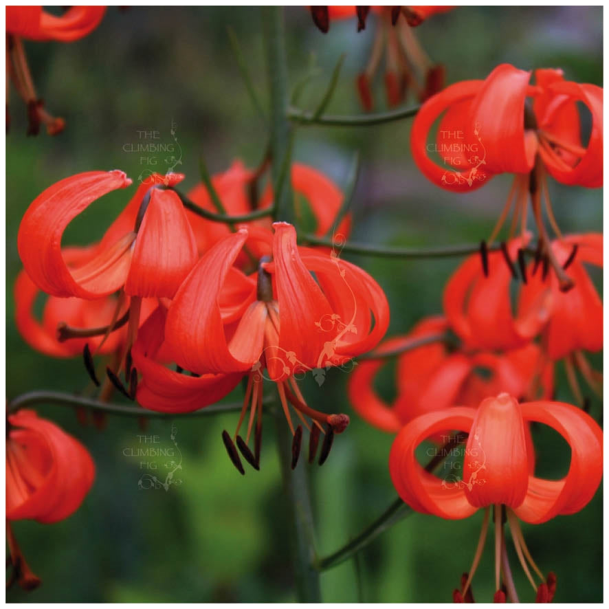 Lilium Pumilum Scarlet Turk&#39;s Cap Lily Seeds