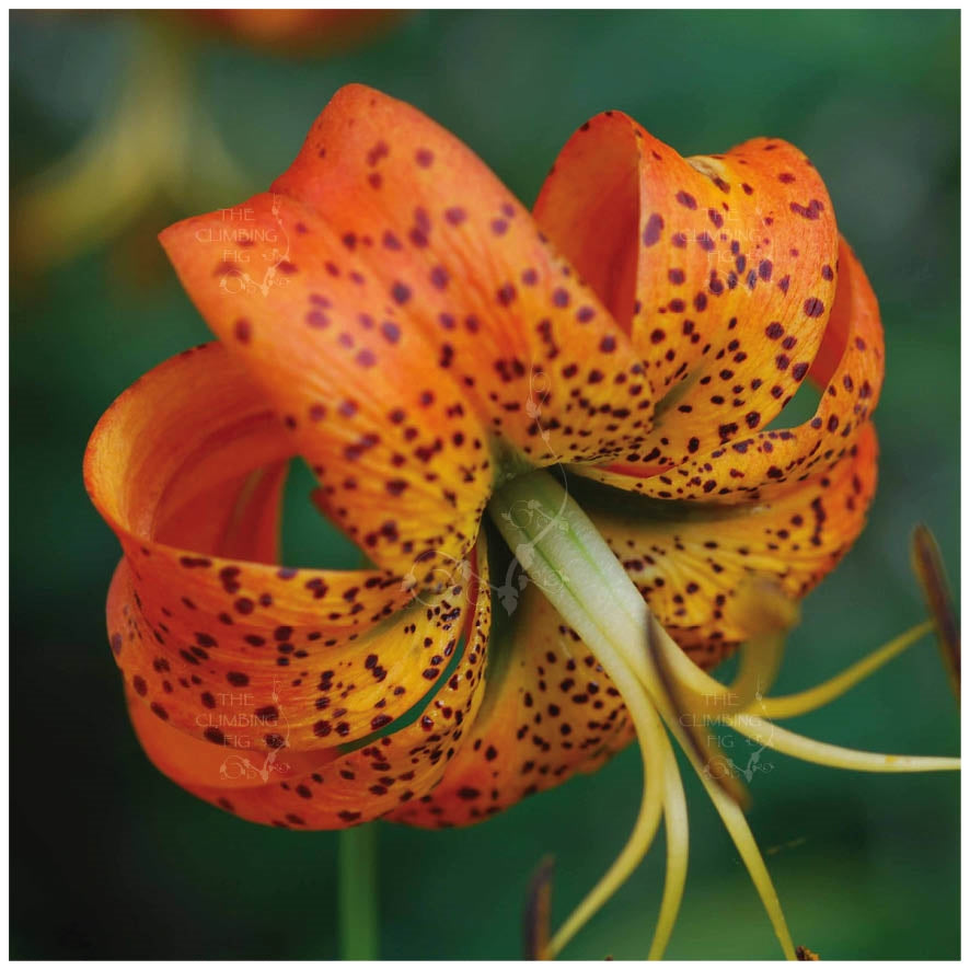 Lilium Superbum Lily Royal Seeds