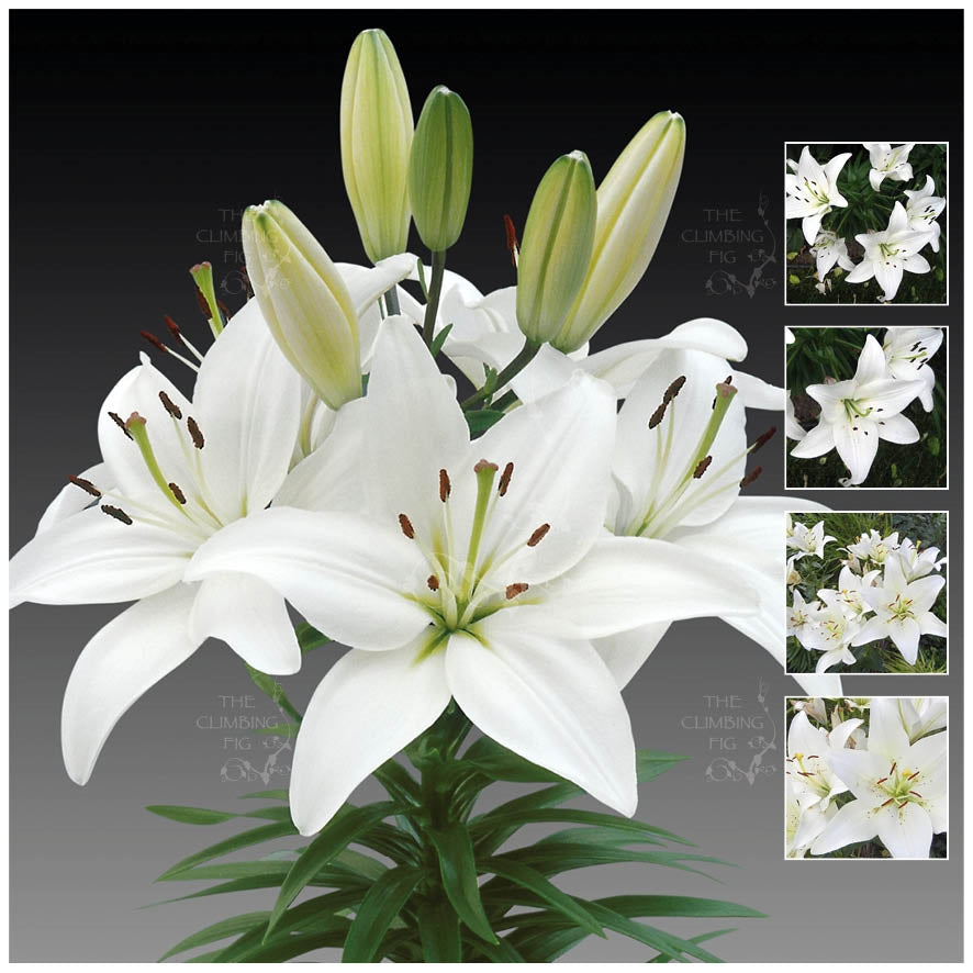 white lily seeds Lilium Hybrid White Asiatic Lily Seeds. Cut flower ideal for pots or g