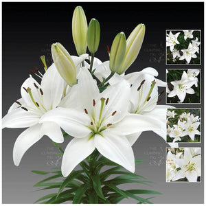 Lilium Hybrid White Asiatic Lily Seeds
