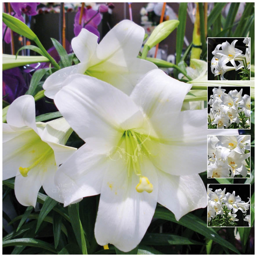 christmas lily white dragon Lilium Hybrid White Easter Christmas Lily Seeds