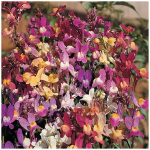 Linaria Izzy's Gemstone Orchid Seeds