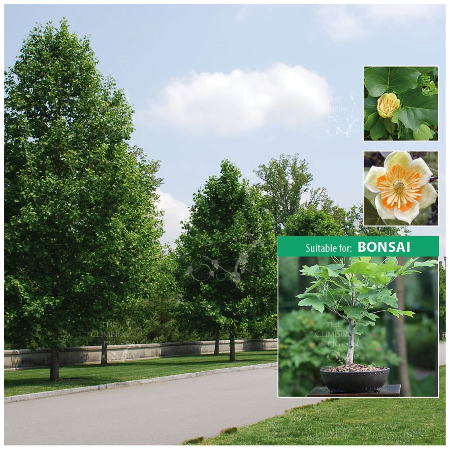 Liriodendron Tulipifera Seeds