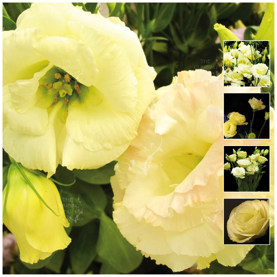 Lisianthus Mg Yellow Seeds