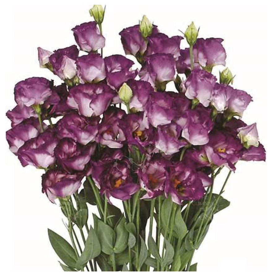 Lisianthus Purple Feather Seeds