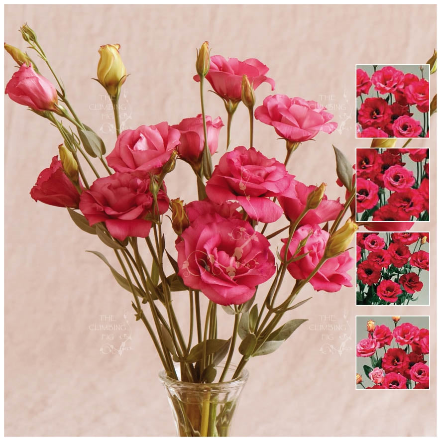 Lisianthus Red Of Purple Seeds