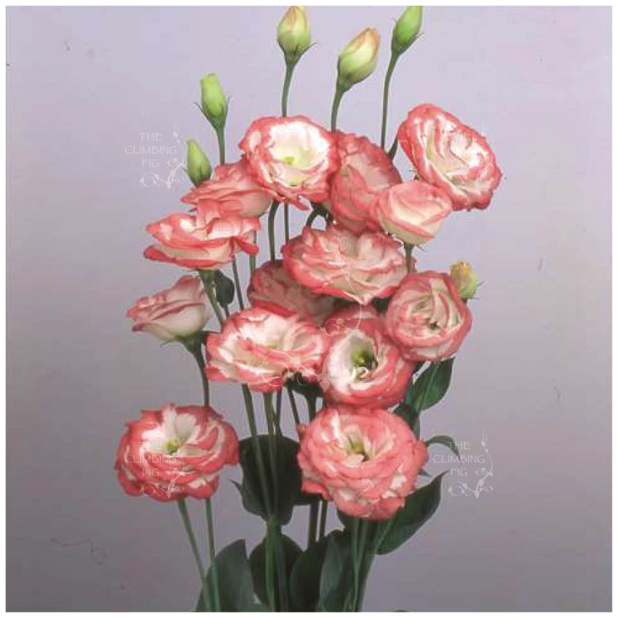 Lisianthus Stars Of Stellar Seeds