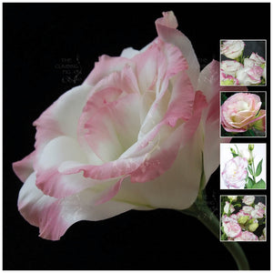 Lisianthus Touch Of Pink Seeds