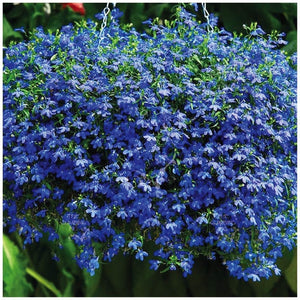 Lobelia Blue Sapphire Seeds