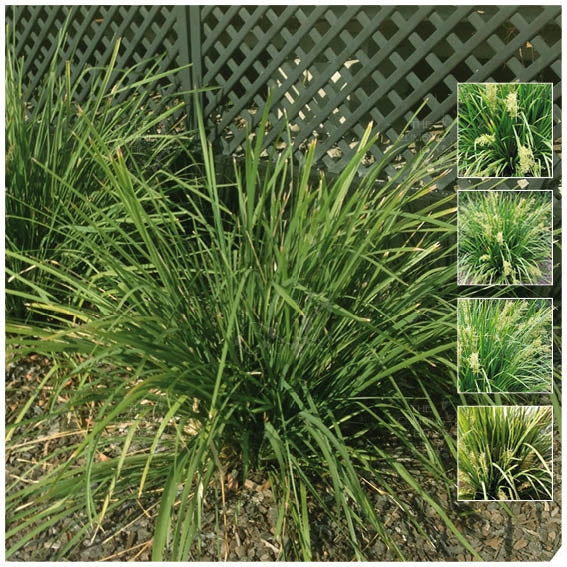 Lomandra Hystrix Green Submarine Seeds